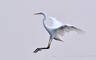 01 Great White Egret (Ardea alba)